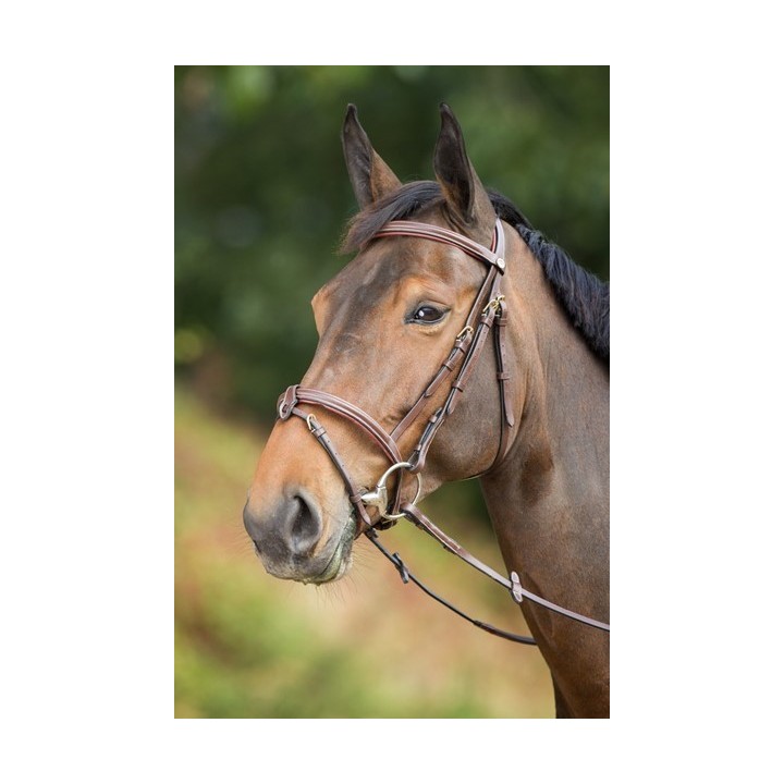 Bridon HFI Anatomic